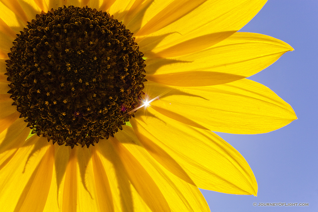 The sun shines brighty through a plains sunflower, illuminating the yellow against the vibrant blue sky. - Nebraska Picture