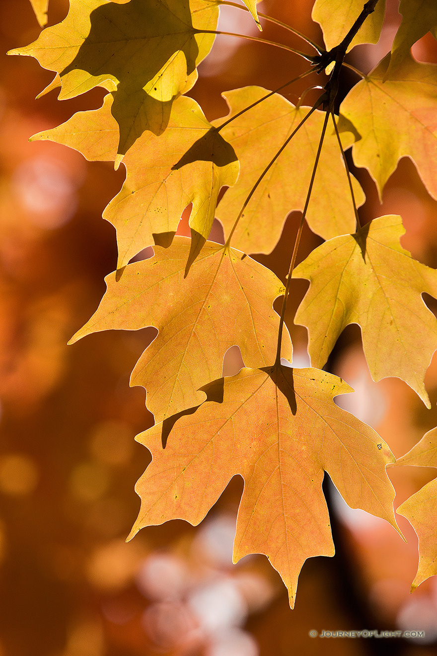 Late afternoon sunlight illuminates autumn maple leaves at Arbor Day Lodge State Park in Nebraska City, Nebraska. - Arbor Day Lodge SP Picture