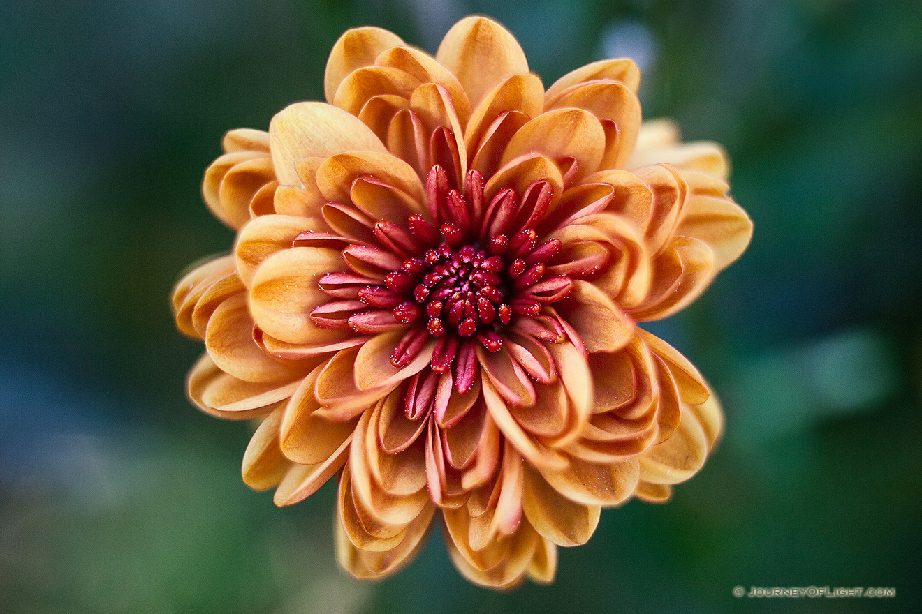 On a warm autumn day, a single fiery red and orange mum blooms in a garden at Arbor Day Lodge State Park in Nebraska City. - Arbor Day Lodge SP Picture