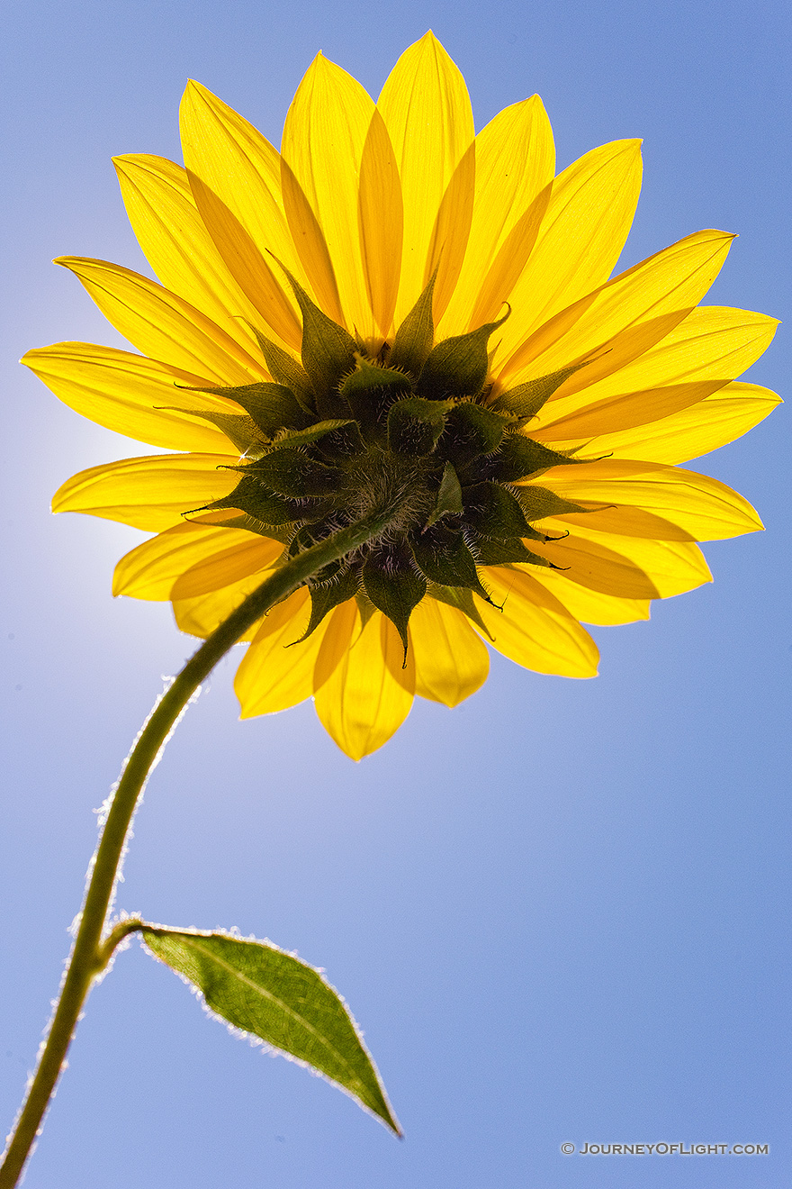 A plains sunflower growing toward the high mid-day sun. - Nebraska Picture
