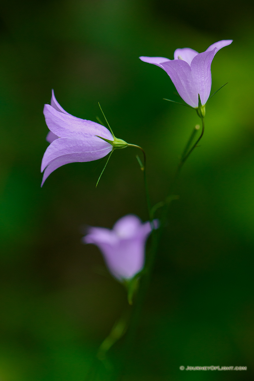 Bluebells sprout from the floor in a small stand of trees in the Painted Canyon in Theodore Roosevelt National Park. - North Dakota Picture