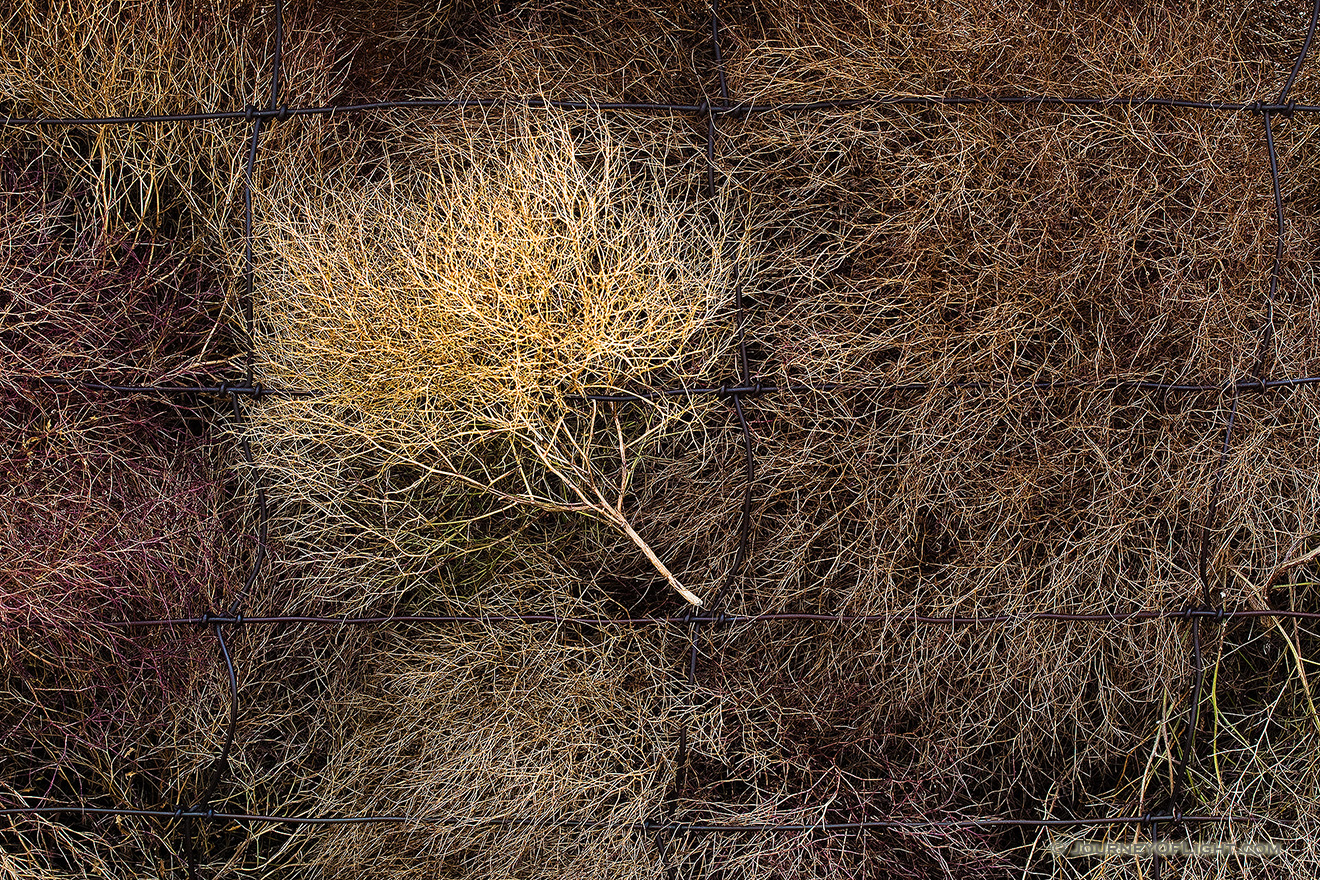 The strong winds caused the tumbleweeds to bunch up against a fence at Ft. Niobrara National Wildlife Refuge near Valentine, Nebraska. - Ft. Niobrara Picture