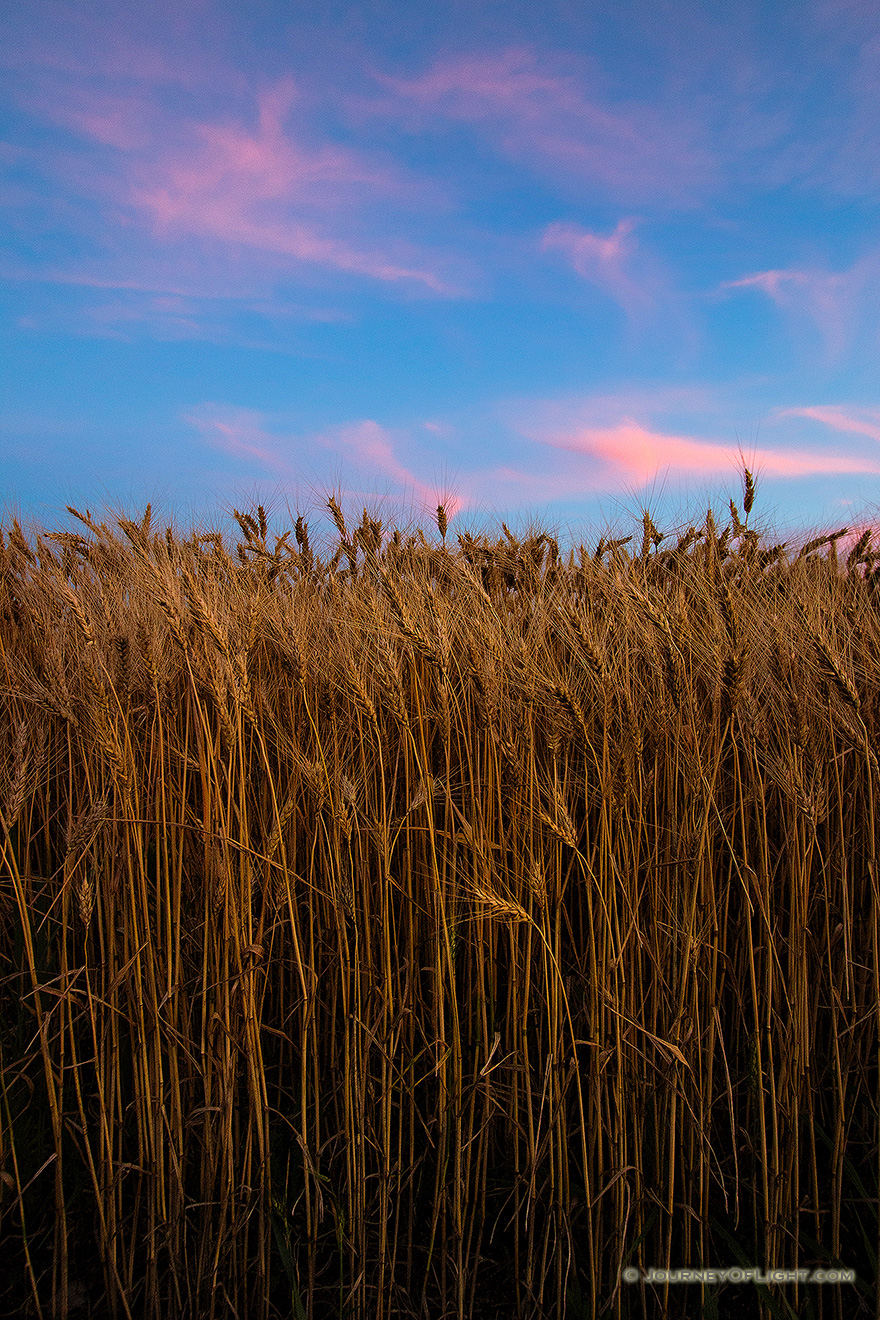 Pink clouds float lazily above a wheatfield at sunset in eastern Nebraska. - Nebraska Picture