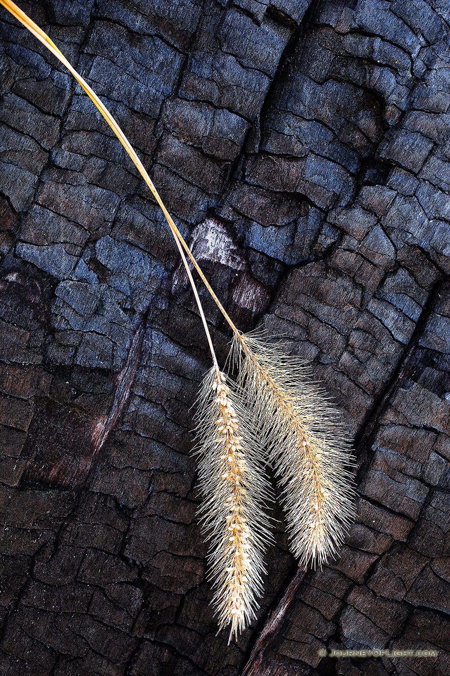 Prairie grasses rest against the burned out trunk of an old cedar at the Niobrara Preserve in Keha Paha county, Nebraska. - Nebraska Picture