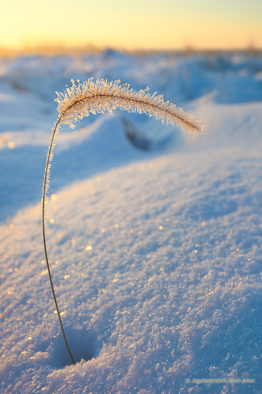 Ice coated grass pokes out from the recent snow at Boyer Chute National Wildlife Refuge. - Boyer Chute Photography