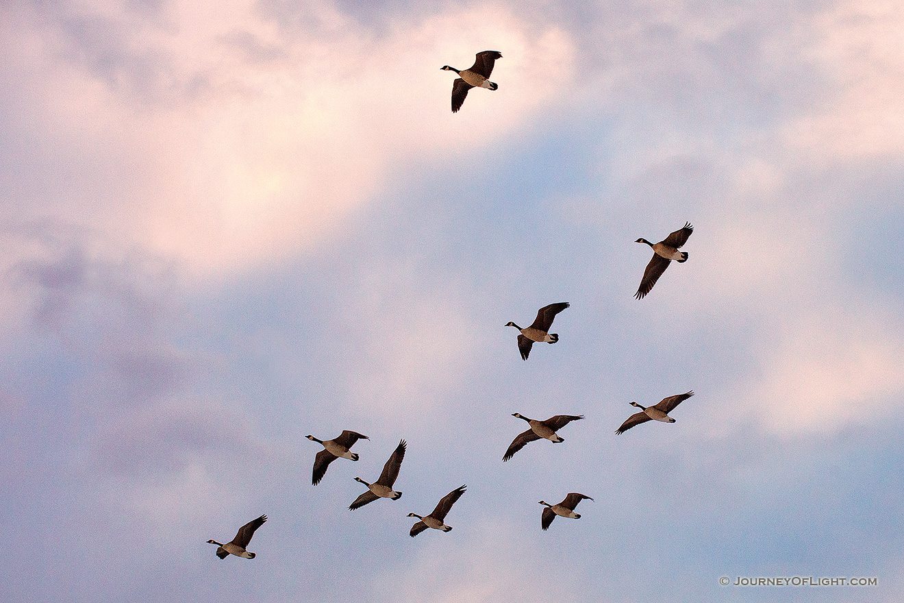 Light from the setting sun illuminates clouds behind Canada Geese coming in for a landing on Lake Wehrspann on a chilly February evening. - Nebraska Picture