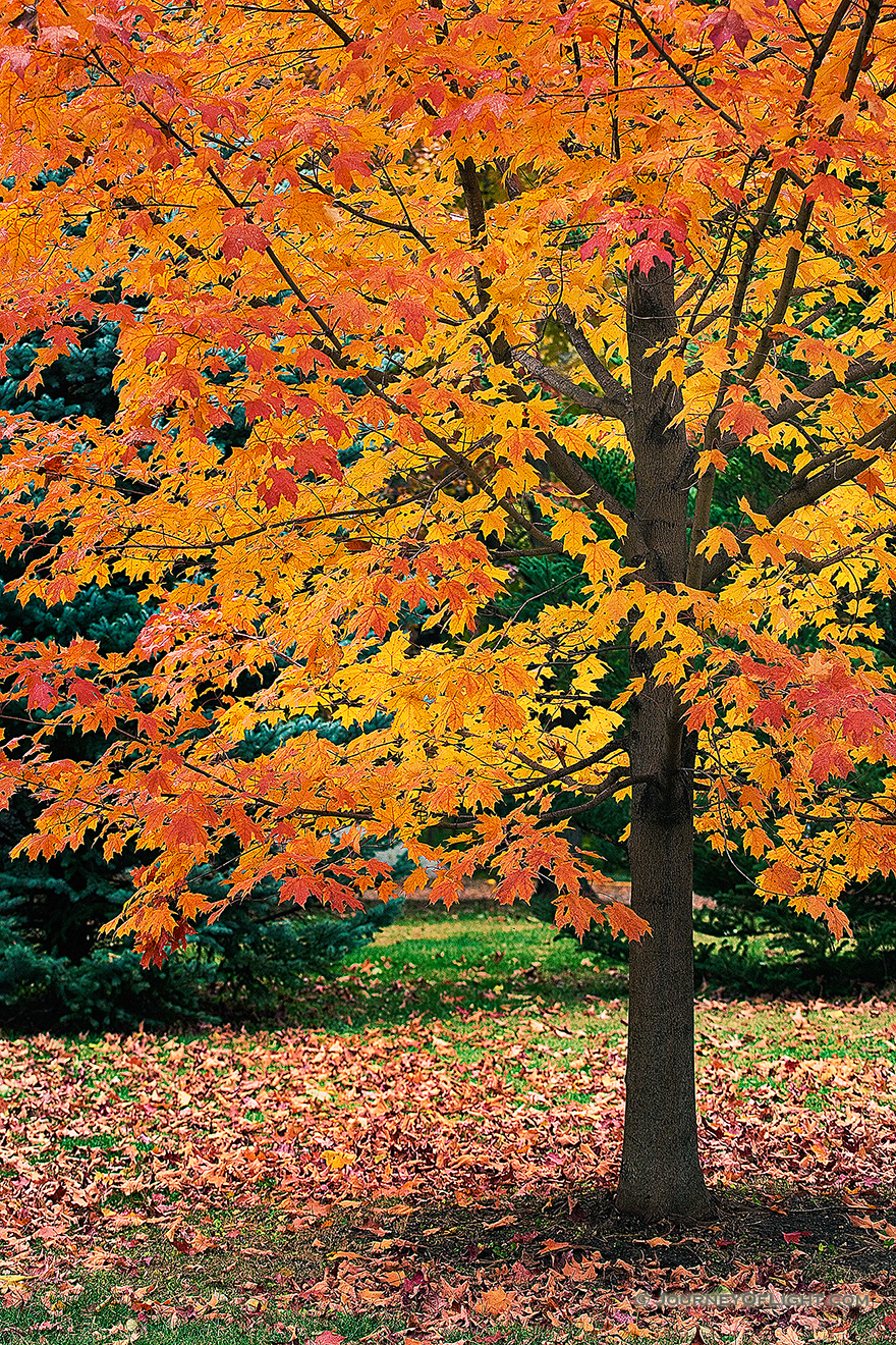 An maple tree turns fiery red and orange in the Autumn at Arbor Day Lodge State Park in Nebraska City, Nebraska. - Arbor Day Lodge SP Picture