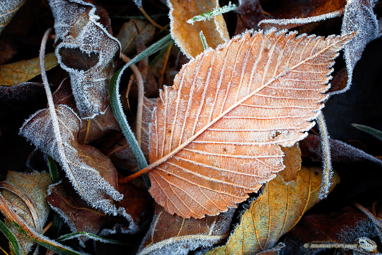 Fallen leaves and grass are encrusted with frost from the previous night. - Nebraska Picture