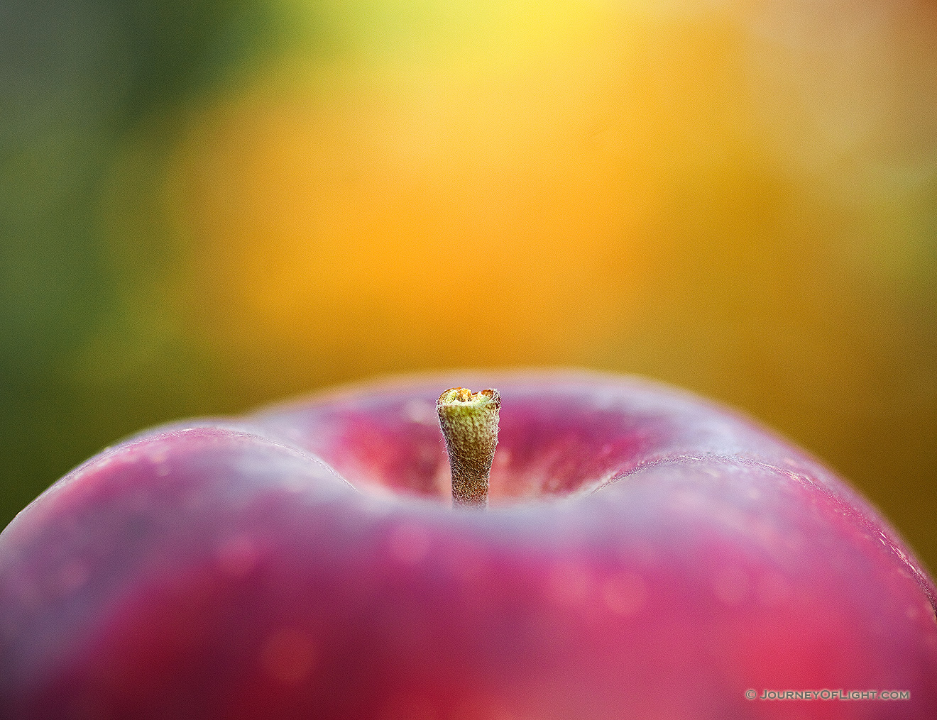 At Arbor Lodge State Park in Nebraska City, a red apple shines against a background of warm autumn yellows and oranges. - Arbor Day Lodge SP Picture