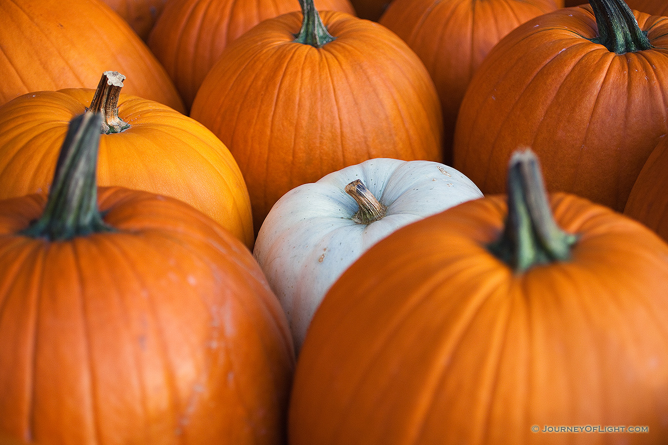 At a Nebraska orchard, a single white pumpkin among the vibrant orange. - Nebraska Picture