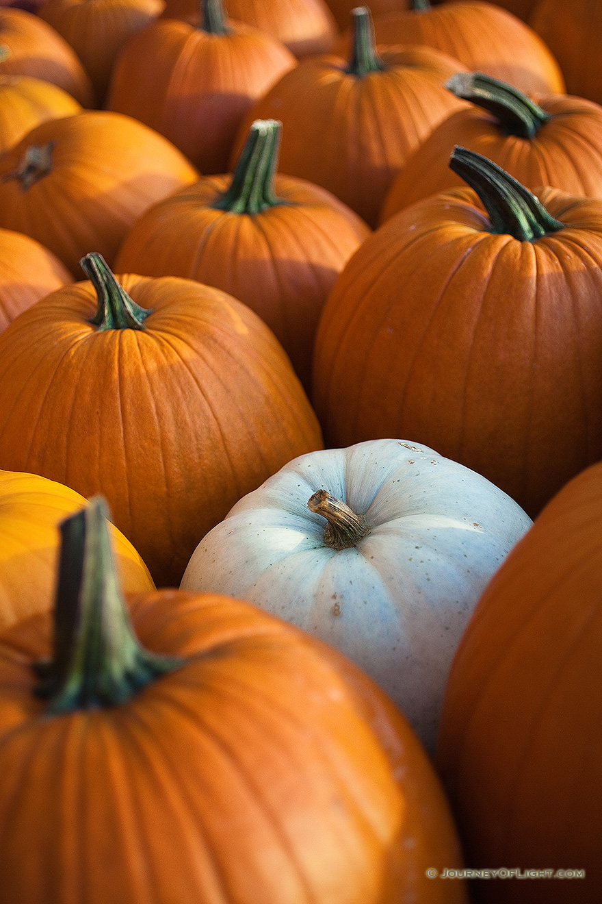 At a Nebraska orchard, a single white pumpkin among the vibrant orange. - Nebraska Picture