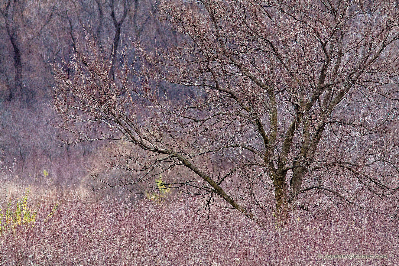 A tree fresh from the autumn fall stands naked near DeSoto lake. - DeSoto Picture