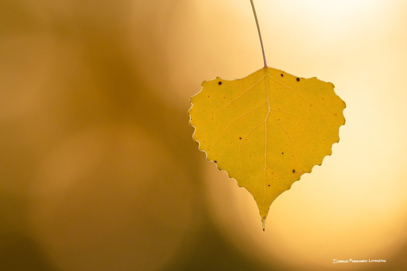 A nature photograph of an autumn cottonwood leaf at Walnut Creek Recreation Area, Nebraska. - Nebraska Picture