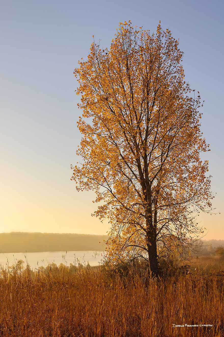 A scenic landscape photograph of an autumn Cottonwood over Walnut Creek in eastern Nebraska. - Nebraska Picture