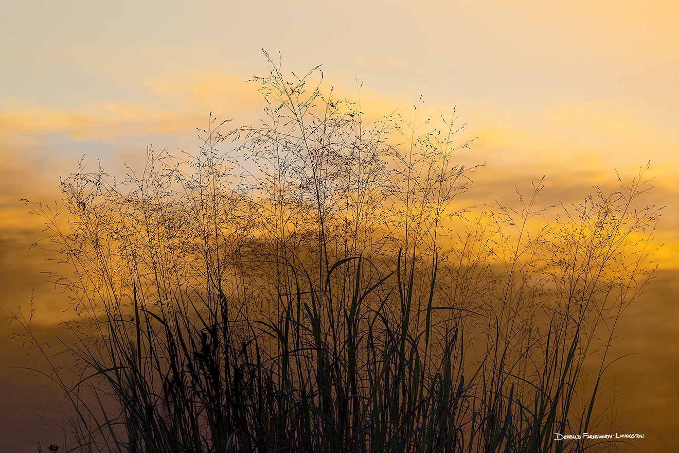 A scenic landscape photograph of grasses and Shadow Lake, Nebraska reflecting the colors of sunset. - Nebraska Picture