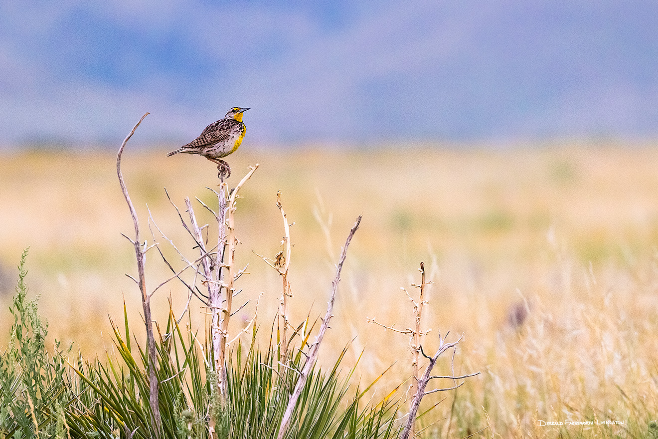 A nature photograph of a western meadowlark on a sage bush at Fort Robinson State Park, Nebraska. - Nebraska Picture