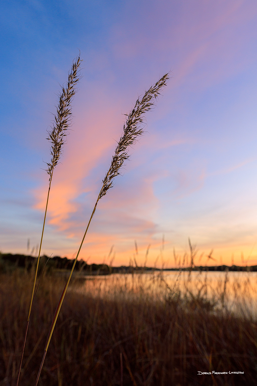 Scenic photograph of prairie grass on an autumn evening at sunset at Chalco Hills Recreation Area, Nebraska. - Nebraska Picture