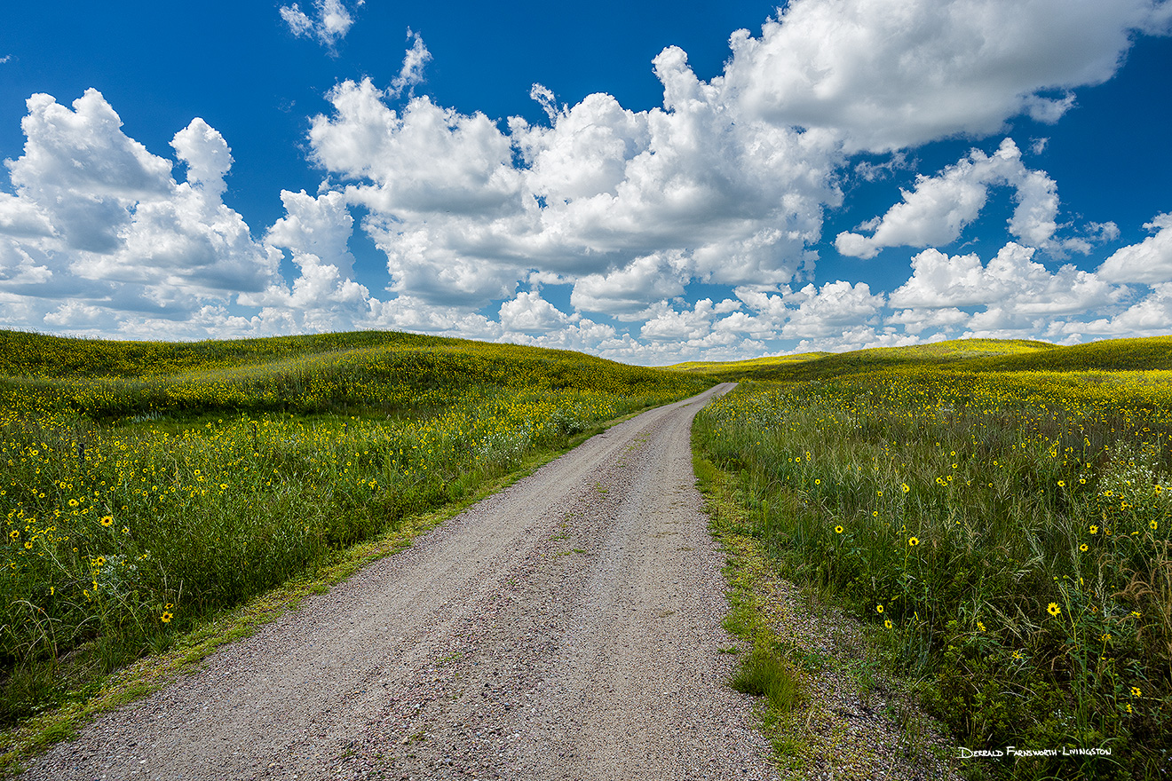 A scenic landscape photograph of a road winding through the sandhills covered in sunflowers. - Nebraska Picture