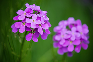 The petals of a bright purple Dames Rocket compliment the dark greens of the forest. - Nebraska Landscape Photograph