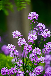 Dames Rocket burst with color in the shade of the forest at Schramm State Park Recreation Area. - Nebraska Landscape Photograph