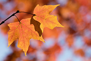 Two leaves on a maple tree turn a fiery orange in the autumn at Arbor Day Lodge State Park in Nebraska City, Nebraska. - Nebraska Nature Photograph