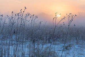 On a cold winter day, the sun illuminates the cold winter prairie at Boyer Chute National Wildlife Refuge in eastern Nebraska. - Nebraska Landscape Photograph