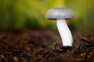 A toadstool grows in the deeply shaded areas of Arbor Day Lodge State Park in Nebraska City. - Nebraska Nature Photograph