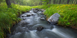 A panoramic scenic photograph of Grace Coolidge Stream through the forest in Custer State Park, South Dakota. - South Dakota Photograph