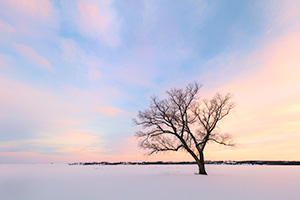 Scenic landscape Nebraska photograph of a beautiful sunset over a single tree at Branched Oak Lake, Nebraska. - Nebraska Landscape Photograph