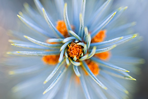 A photograph of the end of a blue spruce branch at the OPPD Arboretum in Omaha, Nebraska. - Nebraska Photograph