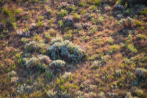 An abstract of foliage illuminated by the summer sunrise in western Nebraska. - Nebraska Photograph