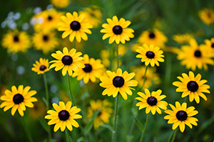 Black-eyed Susans bloom on a warm summer day at Platte River State Park in eastern Nebraska. - Nebraska Landscape Photograph