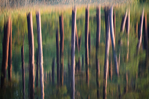 An abstract nature image of trees reflected in Stockade Lake in Custer State Park in the Black Hills. - South Dakota Photograph