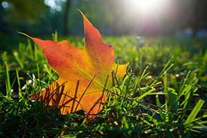 During the last couple of weeks of October my family and I always make a journey to Nebraska City to take in the seasonal changing of the leaves and some apple fritters/pie/donuts.  While strolling the Arbor Day Lodge State Park grounds I found this lovely leaf and had to get down and dirty to capture this image with the day's last bit of sunlight streaming through the trees.  I never mind getting dirty, especially to capture scenes like this! - Nebraska Nature Photograph