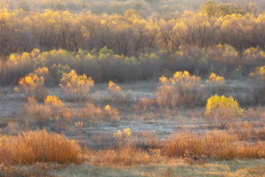 The last bits of autumn color hang to the old cottonwoods near the confluence of the Niobrara and Missouri Rivers in Northeastern Nebraska. - Nebraska Photograph