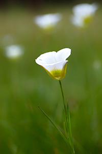 A field of Mariposa Lilies bloom in a small field surrounded by pine trees in Jewel Cave National Park in South Dakota. - South Dakota Photograph