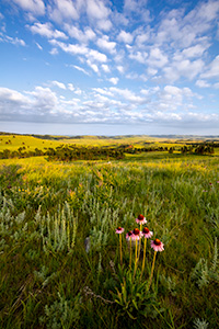 A scenic photograph of wildflowers and an overlook in Wind Cave National Park in South Dakota at sunrise. - South Dakota Photograph