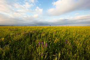 A field of wildflowers is illuminated by the warm setting sun on the prairie landscape at Wind Cave National Park. - South Dakota Photograph