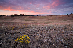 At Wind Cave National Park in South Dakota a lone rabbitbush stands sentinel upon the prairie while the bottoms of the clouds are touched with a pink highlight from the setting sun dipping below the horizon in the west. - South Dakota Photograph