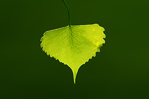 A cottonwood leaf is backlit with light from the setting sun on a cool spring evening at Mahoney State Park. - Nebraska Photograph