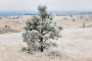 A Nebraska photograph of ice on a pine tree at Fort Robinson State Park in northwestern Nebraska. - Nebraska Photograph
