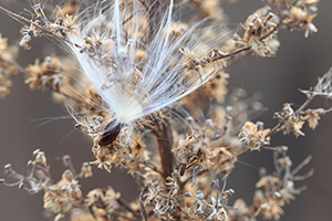 A milkweed seedling is captured on a autumn day near the Missouri River. - Nebraska Photograph