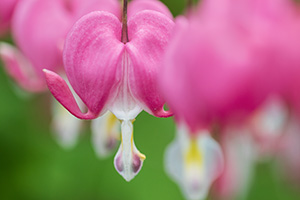 Bleeding hearts bloom outside the museum at Schramm State Recreation Area in Eastern Nebraska. - Nebraska Photograph