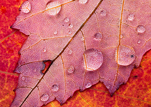 Drops of melted snow magnify the internal structure of a fiery red sugar maple leaf at Schramm State Recreation Area near Gretna. - Nebraska Photograph