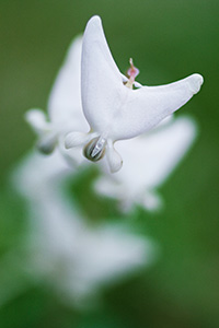 Dutchman's Breeches spring from the forest floor of Schramm State Recreation Area in late April. - Nebraska Photograph