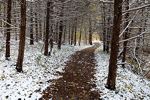 A recent snow covers the ground and a path snakes through a forest at Schramm State Recreation Area. - Nebraska Photograph