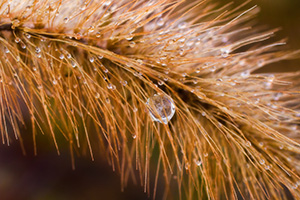 On a cold November evening, frost formed on the foxtails near the Missouri River at Ponca State Park in Nebraska. In the morning sun the frost soon turned to droplets that still clung to the delicate bristles. - Nebraska Flower Photograph