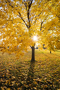 The sun shines through the branches of a maple whose leaves recently turned bright yellow at Branched Oak Lake State Recreation Area in Lancaster County, Nebraska. - Nebraska Photograph