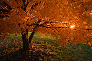 The sun streams through a beautiful orange maple tree turns on a warm autumn evening. - Iowa Photograph