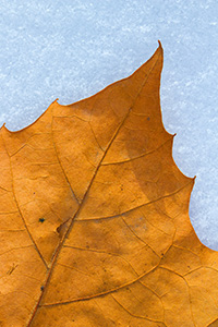 A fallen leaf from autumn lies on the first snow of the year on a chilly November morning. - Nebraska Nature Photograph